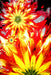 covor modern floral colorat in nuante de rosu si galben cu design abstract ideal pentru living dormitor sau decor vibrant